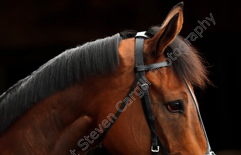 The-New-Lion-0004 
 THE NEW LION at Dan Skelton Cheltenham Festival preview morning
21 Feb 2025 - Pic Steven Cargill / Racingfotos.com