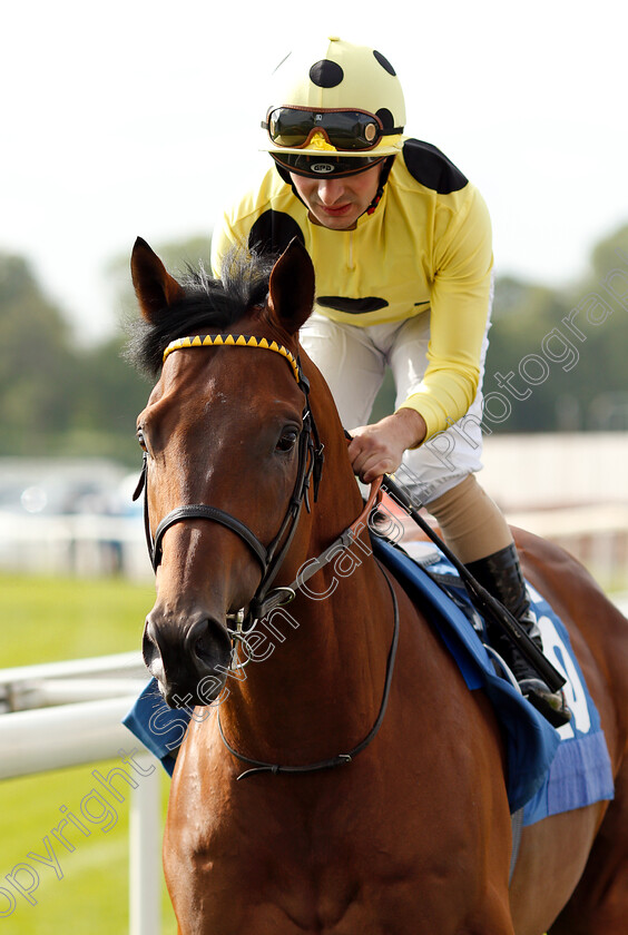 Zeelander-0001 
 ZEELANDER (Andrea Atzeni)
York 16 May 2018 - Pic Steven Cargill / Racingfotos.com