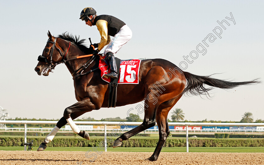 Tuz-0001 
 TUZ (Tadhg O'Shea)
Meydan 7 Mar 2020 - Pic Steven Cargill / Racingfotos.com