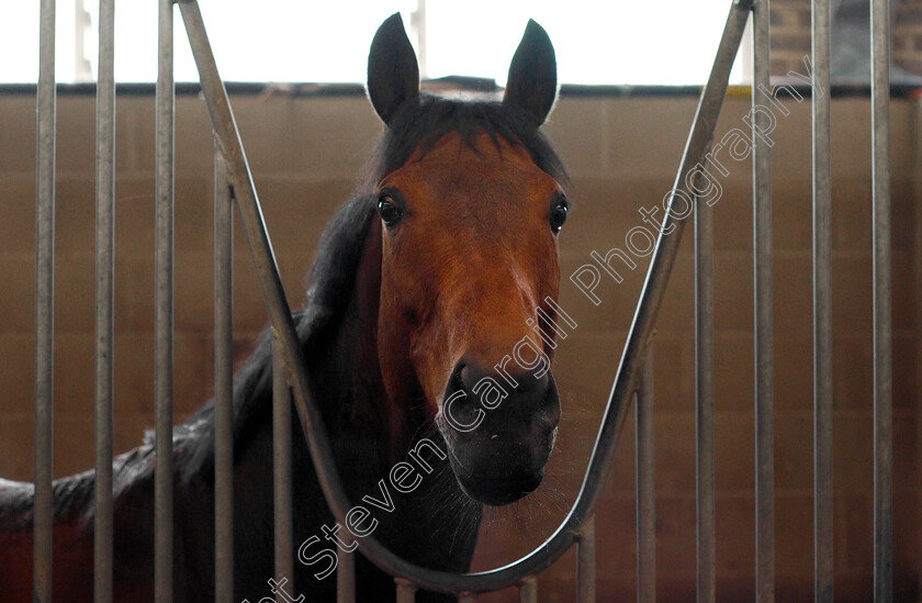 Battaash-0015 
 BATTAASH after exercising on the gallops, Lambourn 23 May 2018 - Pic Steven Cargill / Racingfotos.com