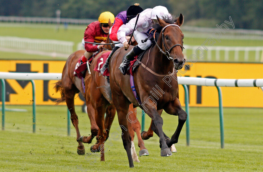 Pleasant-Man-0004 
 PLEASANT MAN (Jason Watson) wins The Betfair Free Bet Streak EBF Novice Stakes
Haydock 3 Sep 2020 - Pic Steven Cargill / Racingfotos.com