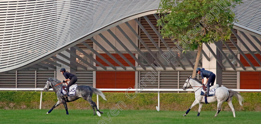 King-Gold-and-Batwan-0001 
 KING GOLD (left) and BATWAN (right) training at the Dubai World Cup Carnival
Meydan 5 Jan 2023 - Pic Steven Cargill / Racingfotos.com