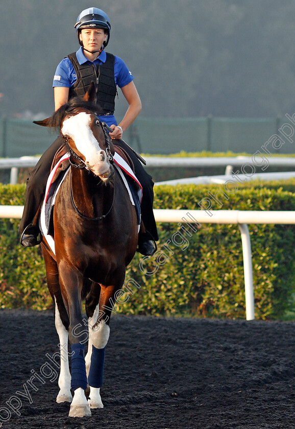 Talismanic-0004 
 TALISMANIC exercising in preparation for the Dubai World Cup Meydan 29 Mar 2018 - Pic Steven Cargill / Racingfotos.com