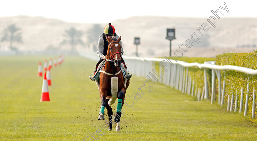 Coolagh-Forest-0003 
 COOLAGH FOREST (John Egan) training for the Bahrain International Trophy
Rashid Equestrian & Horseracing Club, Bahrain, 18 Nov 2020