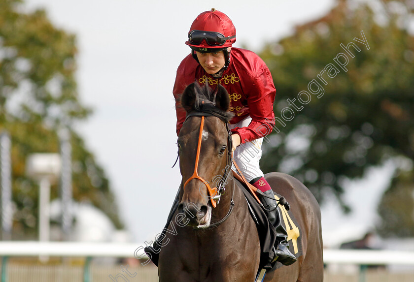 Bajan-Bandit-0001 
 BAJAN BANDIT (Cieren Fallon)
Newmarket 22 Sep 2022 - Pic Steven Cargill / Racingfotos.com