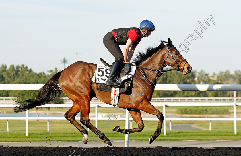 Fastnet-Crown-0001 
 FASTNET CROWN training at the Dubai World Cup Carnival
Meydan 5 Jan 2023 - Pic Steven Cargill / Racingfotos.com