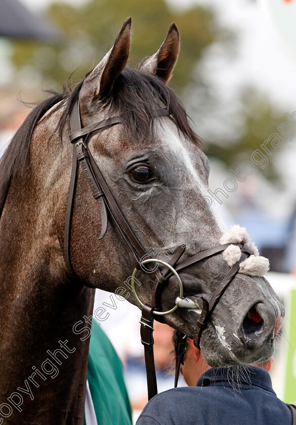 Harrow-0010 
 HARROW after The Weatherbys Scientific £200,000 2-y-o Stakes
Doncaster 9 Sep 2021 - Pic Steven Cargill / Racingfotos.com