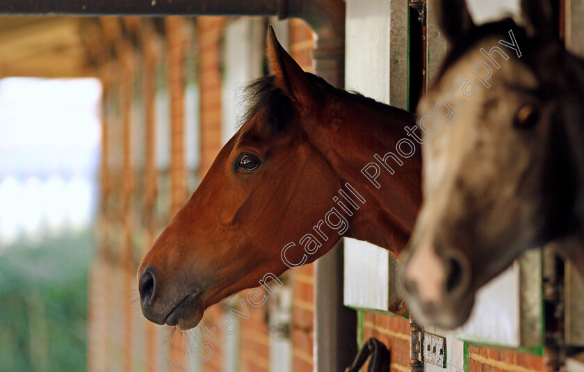 Perfect-Clarity-0004 
 PERFECT CLARITY before exercising at Epsom Racecourse in preparation for The Investec Oaks, 22 May 2018 - Pic Steven Cargill / Racingfotos.com