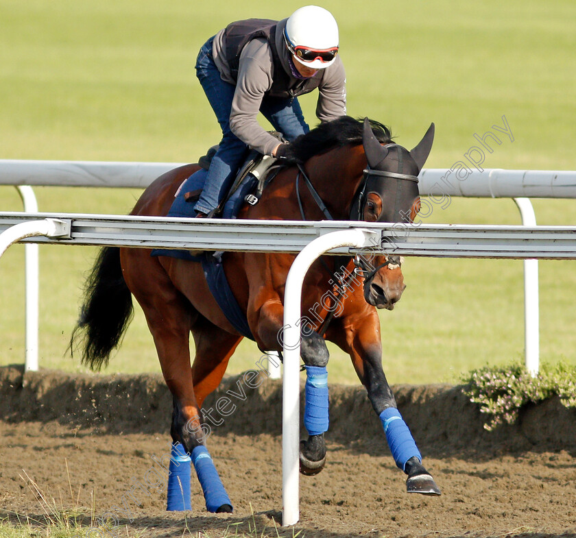 Mishriff-0001 
 MISHRIFF cantering on Warren Hill in preparation for The Eclipse Stakes
Newmarket 1 Jul 2021 - Pic Steven Cargill / Racingfotos.com