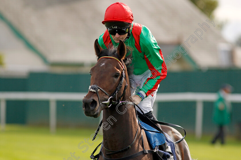 Lucentio-0001 
 LUCENTIO (Robert Havlin)
Yarmouth 16 Oct 2023 - Pic Steven Cargill / Racingfotos.com