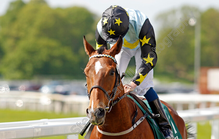 Lion-Tower 
 LION TOWER (Sam James)
York 12 May 2022 - Pic Steven Cargill / Racingfotos.com