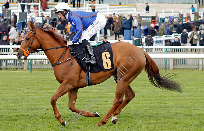 Where s-Freddy-0001 
 WHERE'S FREDDY (Rossa Ryan)
Newmarket 18 Apr 2023 - Pic Steven Cargill / Racingfotos.com