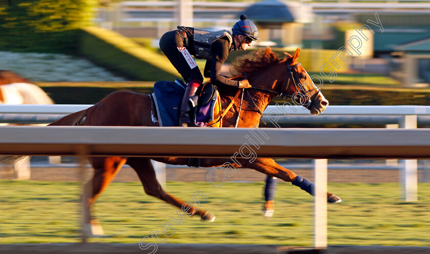 Live-In-The-Moment-0001 
 LIVE IN THE MOMENT (Sean Kirrane) training for The Breeders' Cup Turf Sprint
Santa Anita USA, 31 October 2023 - Pic Steven Cargill / Racingfotos.com