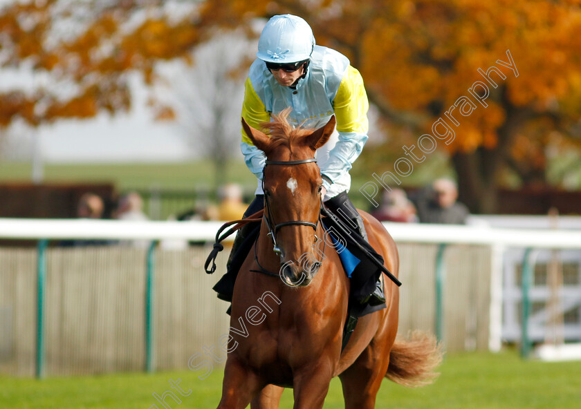 Qarlyga-0002 
 QARLYGA (Jack Mitchell)
Newmarket 23 Oct 2024 - Pic Steven Cargill / Racingfotos.com