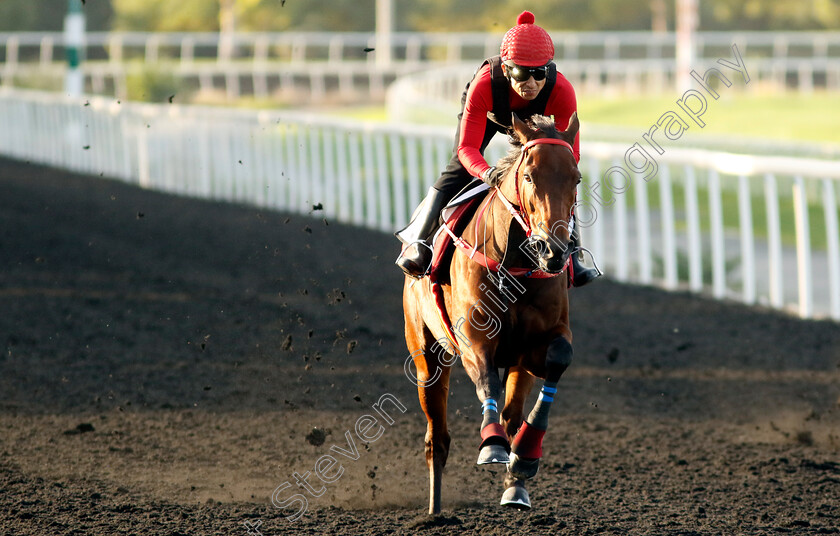 Romantic-Warrior-0005 
 ROMANTIC WARRIOR training at the Dubai Racing Carnival
Meydan 2 Jan 2025 - Pic Steven Cargill / Racingfotos.com