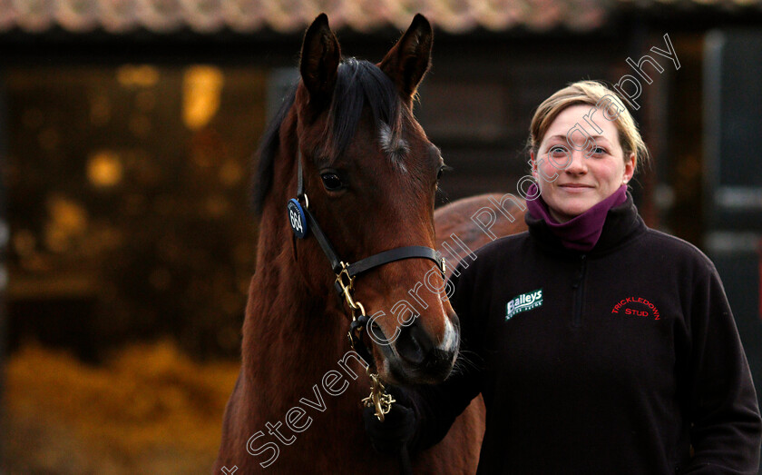 Lot-0664-filly-by-Acclamation-x-Party-Whip-0001 
 Lot 664, a filly by Acclamation x Party Whip, selling for 200,000 Guineas at Tattersalls December Foal Sale, Newmarket 30 Nov 2017 - Pic Steven Cargill / Racingfotos.com