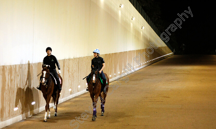 K-T-Brave-and-Cheval-Grand-0002 
 K T BRAVE (left) training for the Dubai World Cup with CHEVAL GRAND (right) training for The Dubai Sheema Classic
Meydan 28 Mar 2019 - Pic Steven Cargill / Racingfotos.com