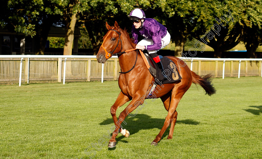 Beneath-The-Sea-0001 
 BENEATH THE SEA (David Egan)
Newmarket 9 Aug 2024 - Pic Steven Cargill / Racingfotos.com