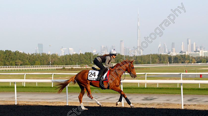 Tides-Of-War-0002 
 TIDES OF WAR training at Meydan, Dubai
2 Feb 2023 - Pic Steven Cargill / Racingfotos.com