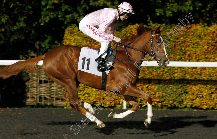 Peace-Offering-0001 
 PEACE OFFERING (Robert Havlin)
Kempton 10 Nov 2021 - Pic Steven Cargill / Racingfotos.com