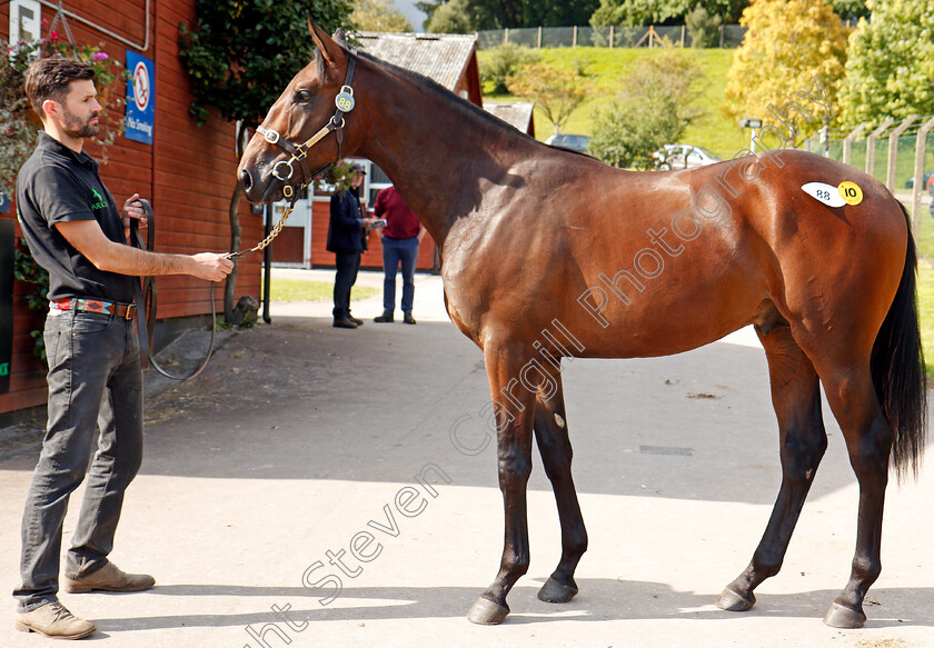 Lot-0088-colt-by-Sepoy-ex-Anosti-£47000-0005 
 TOP LOT; Lot 088, colt by Sepoy ex Anosti, after selling for £47000 at Ascot Yearling Sale 12 Sep 2017 - Pic Steven Cargill / Racingfotos.com