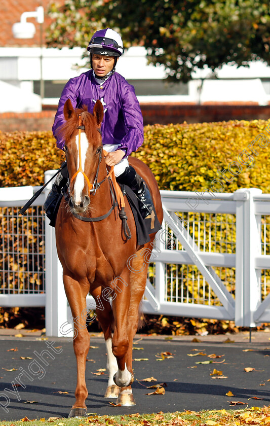 Mammas-Girl-0008 
 MAMMAS GIRL (Sean Levey) winner of The Discover Newmarket Fillies Restricted Novice Stakes Div2
Newmarket 19 Oct 2022 - Pic Steven Cargill / Racingfotos.com