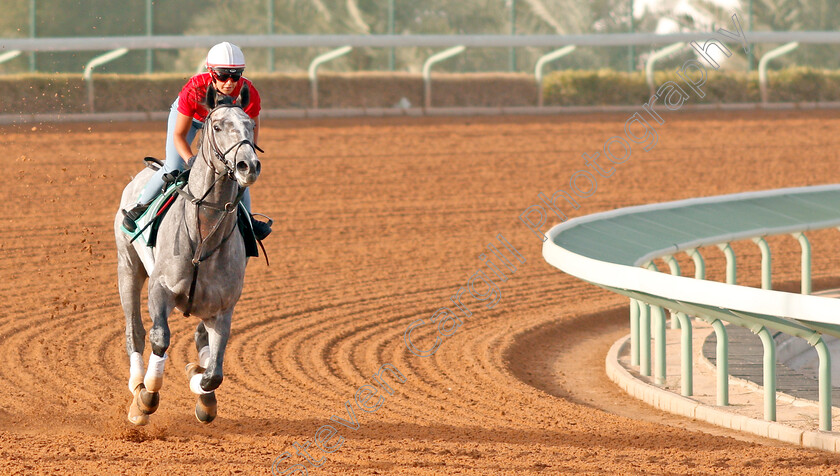 Tacitus-0005 
 TACITUS preparing for The Saudi Cup
Riyadh Racetrack, Kingdom Of Saudi Arabia, 27 Feb 2020 - Pic Steven Cargill / Racingfotos.com