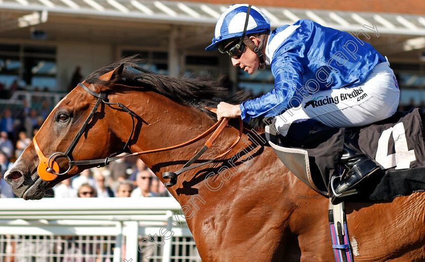 Tabarrak-0005 
 TABARRAK (Jim Crowley) wins The Dubai Duty Free Cup Stakes
Newbury 20 Sep 2019 - Pic Steven Cargill / Racingfotos.com