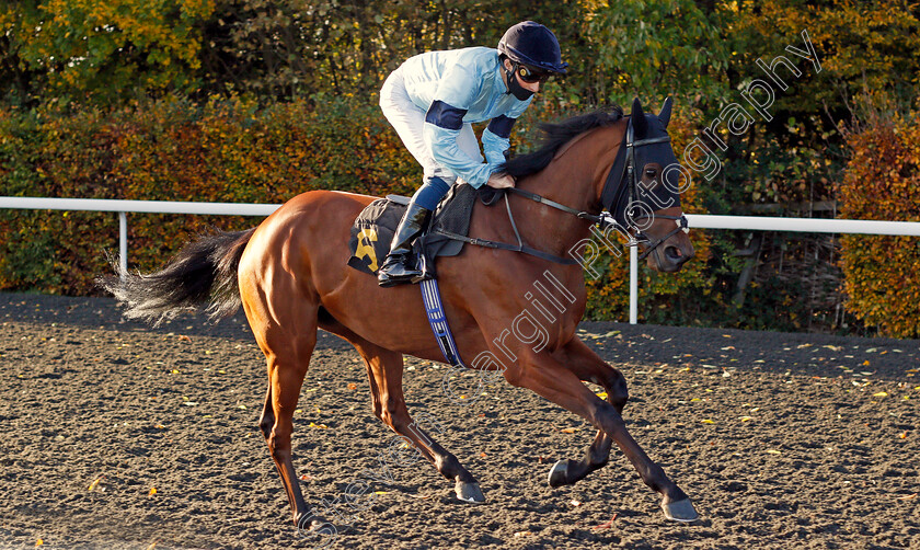 Fantail-0001 
 FANTAIL (William Buick)
Kempton 2 Nov 2020 - Pic Steven Cargill / Racingfotos.com