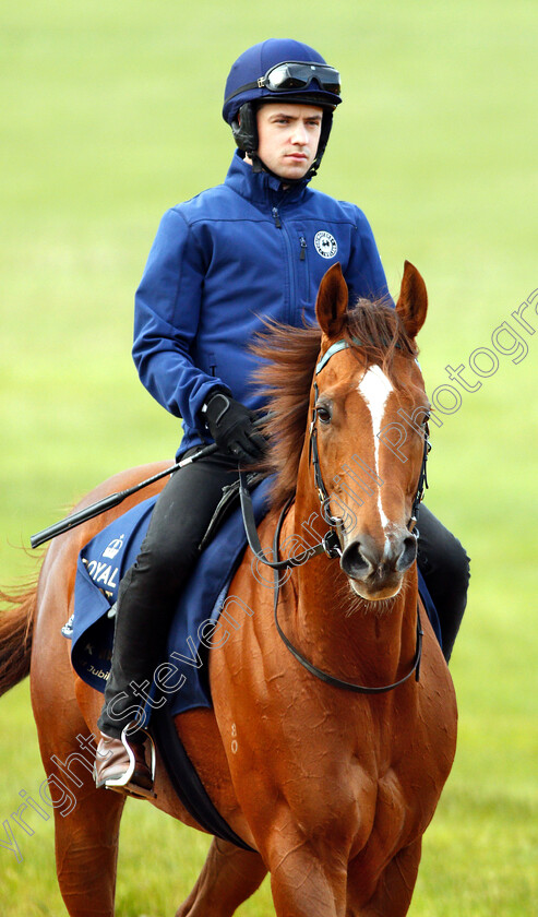 Redkirk-Warrior-0011 
 Australian trained REDKIRK WARRIOR on the gallops in Newmarket ahead of his Royal Ascot challenge
Newmarket 14 Jun 2018 - Pic Steven Cargill / Racingfotos.com