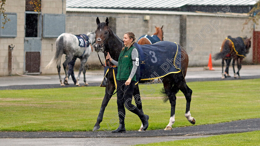 Murphy s-Dream-0001 
 MURPHY'S DREAM
Southwell 4 Oct 2022 - Pic Steven Cargill / Racingfotos.com