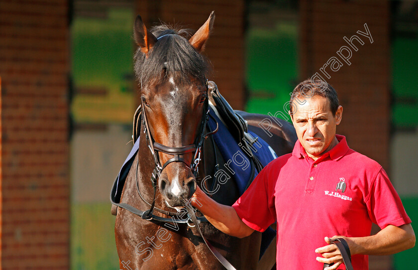 Young-Rascal-0002 
 YOUNG RASCAL before exercising at Epsom Racecourse in preparation for The Investec Derby, 22 May 2018 - Pic Steven Cargill / Racingfotos.com