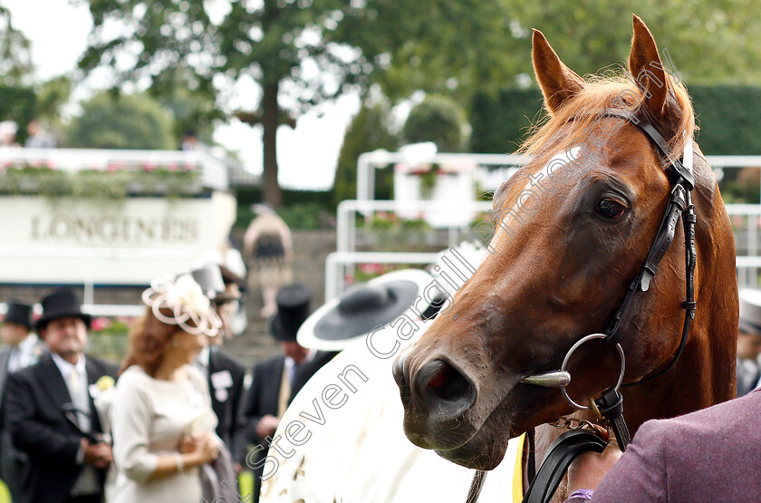 Southern-Hills-0011 
 SOUTHERN HILLS after The Windsor Castle Stakes
Royal Ascot 19 Jun 2019 - Pic Steven Cargill / Racingfotos.com