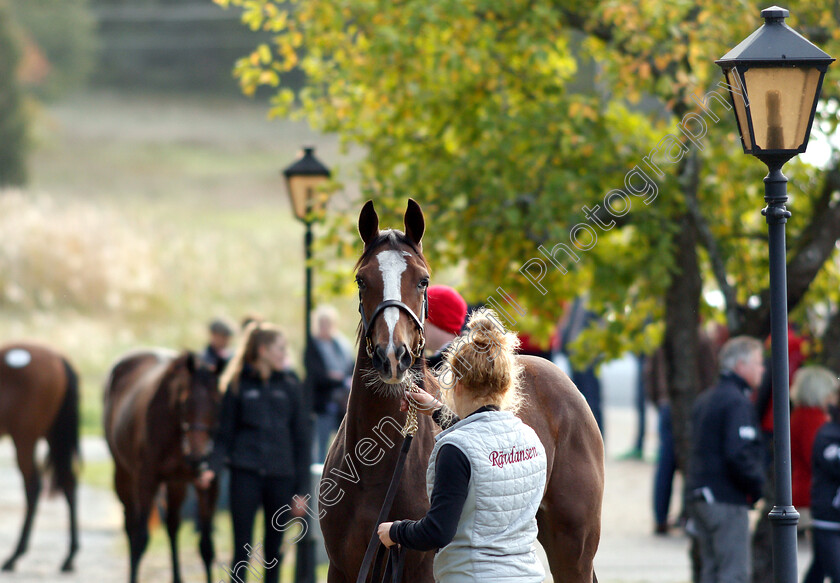 Stockholm-Yearling-Sale-0006 
 Lot 035, a filly by Night Of Thunder, before Stockholm Yearling Sale
Bro, Sweden 22 Sep 2018 - Pic Steven Cargill / Racingfotos.com