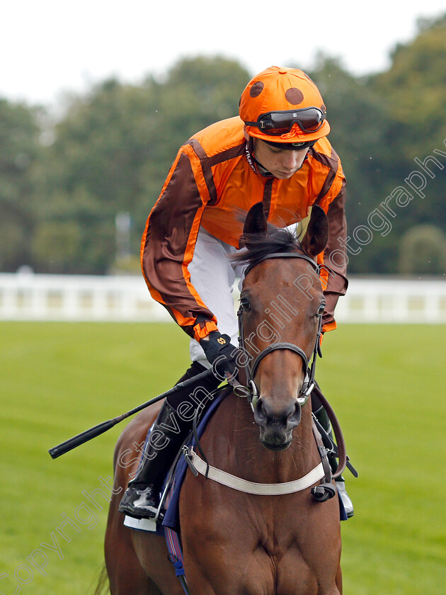 Queen-Of-Silca-0001 
 QUEEN OF SILCA (Callum Shepherd)
Ascot 6 Sep 2019 - Pic Steven Cargill / Racingfotos.com