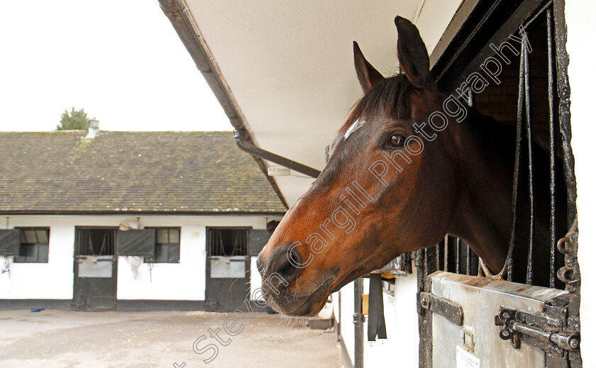 Altior-0004 
 ALTIOR at Nicky Henderson's stable in Lambourn 20 Feb 2018 - Pic Steven Cargill / Racingfotos.com