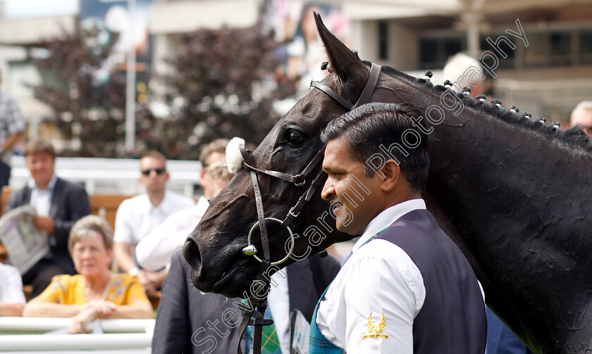 Elarqam-0007 
 ELARQAM after The Davies Insurance Services Gala Stakes
Sandown 5 Jul 2019 - Pic Steven Cargill / Racingfotos.com