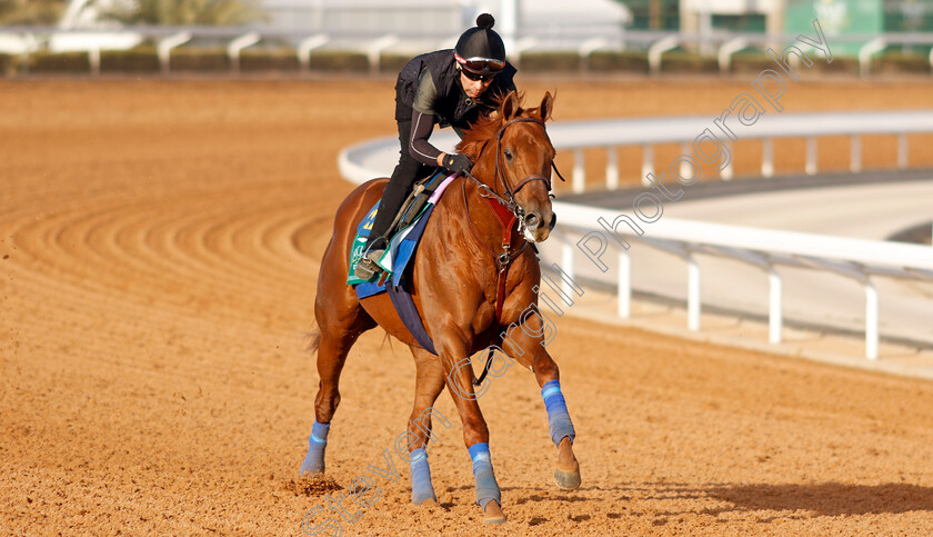 Taiba-0009 
 TAIBA training for the Saudi Cup
King Abdulaziz Racecourse, Kingdom Of Saudi Arabia, 23 Feb 2023 - Pic Steven Cargill / Racingfotos.com