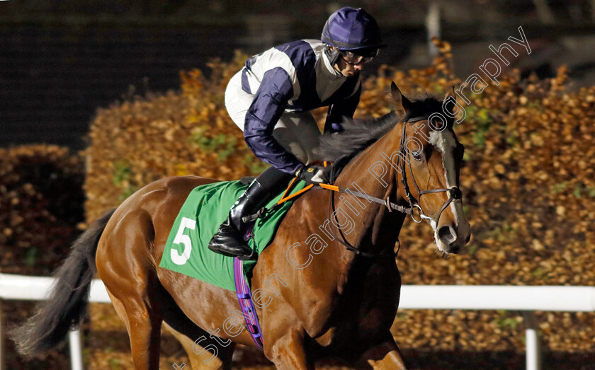 Komodo-Island-0001 
 KOMODO ISLAND (Callum Hutchinson)
Kempton 4 Dec 2024 - Pic Steven Cargill / Racingfotos.com