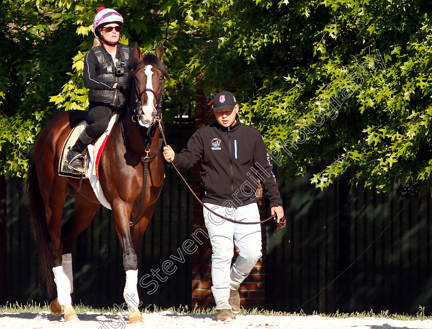 War-Of-Will-0007 
 WAR OF WILL exercising in preparation for the Preakness Stakes
Pimlico, Baltimore USA, 15 May 2019 - Pic Steven Cargill / Racingfotos.com