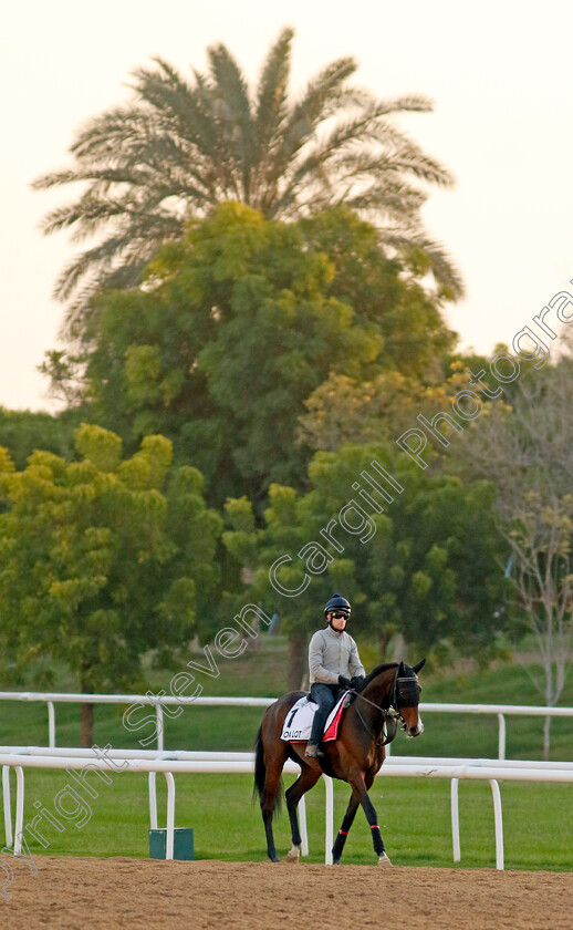 Got-A-Lot-0001 
 GOT A LOT training at the Dubai World Cup Carnival
Meydan 5 Jan 2023 - Pic Steven Cargill / Racingfotos.com