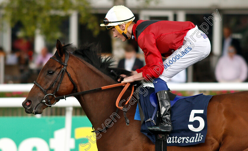 Mot-Juste-0001 
 MOT JUSTE (David Egan)
Newmarket 12 Jul 2019 - Pic Steven Cargill / Racingfotos.com