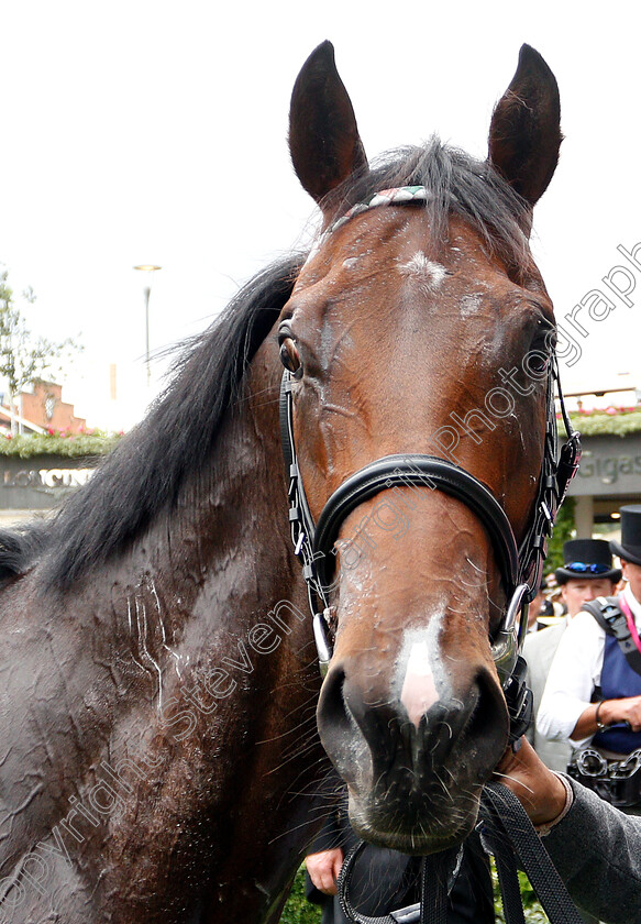 Calyx-0008 
 CALYX after The Coventry Stakes
Royal Ascot 19 Jun 2018 - Pic Steven Cargill / Racingfotos.com