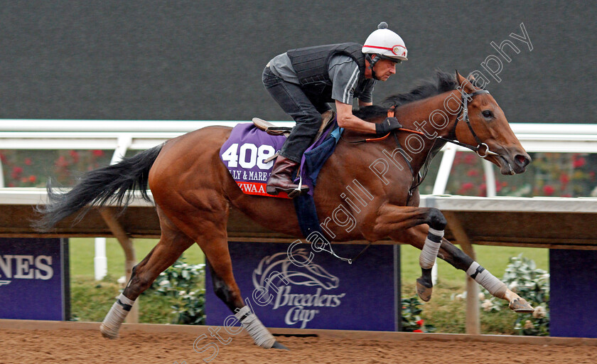 Nezwaah-0001 
 NEZWAAH training for The Breeders' Cup Filly & Mare Turf at Del Mar USA 31 Oct 2017 - Pic Steven Cargill / Racingfotos.com