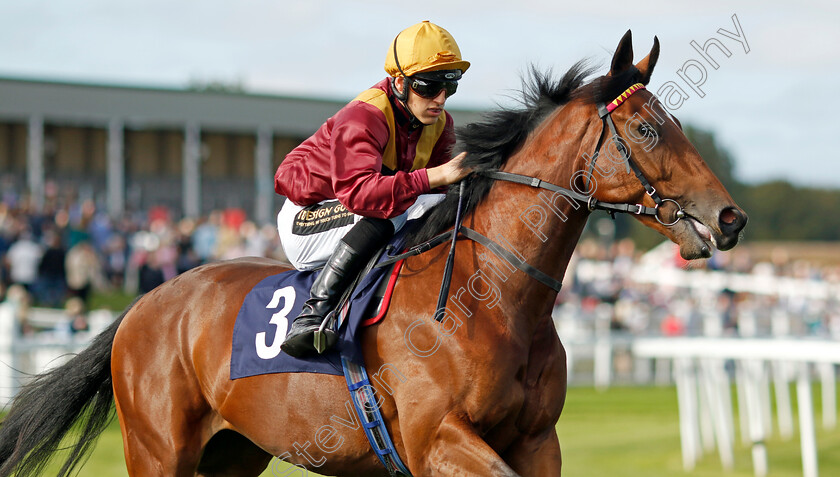 Magna-Gee-Gee-0002 
 MAGNA GEE GEE (George Wood)
Yarmouth 17 Sep 2024 - Pic Steven Cargill / Racingfotos.com