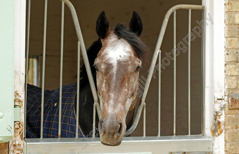 Roaring-Lion-0001 
 ROARING LION at John Gosden's stables in Newmarket 23 Mar 2018 - Pic Steven Cargill / Racingfotos.com