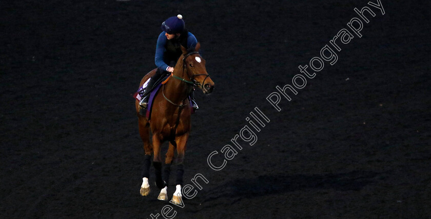 Highfield-Princess-0002 
 HIGHFIELD PRINCESS training for the Breeders' Cup Turf Sprint
Keeneland USA 1 Nov 2022 - Pic Steven Cargill / Racingfotos.com