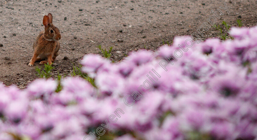 Belmont-Park-0001 
 Bunny at Belmont Park. 
6 Jun 2019 - Pic Steven Cargill / Racingfotos.com