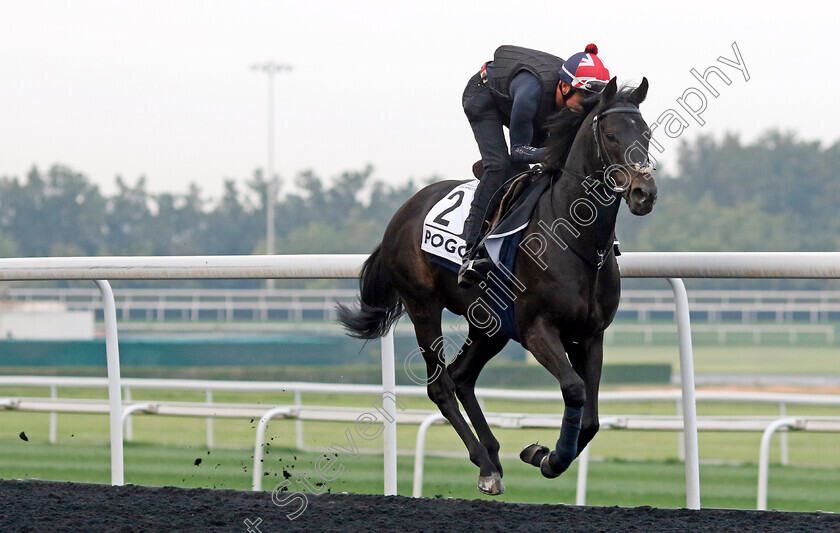 Pogo-0003 
 POGO training for the Al Quoz Sprint
Meydan, Dubai, 21 Mar 2023 - Pic Steven Cargill / Racingfotos.com