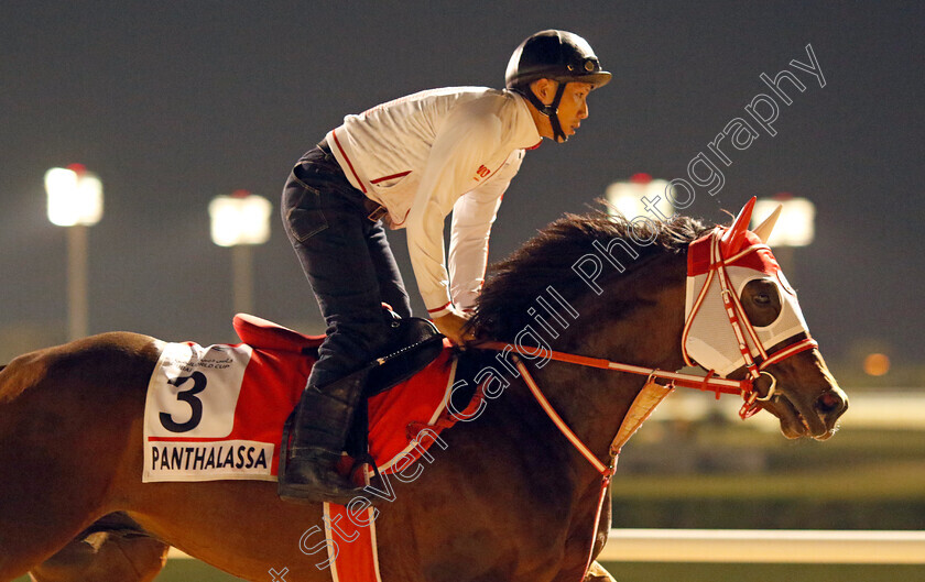 Panthalassa-0001 
 PANTHALASSA training for the Dubai World Cup
Meydan, Dubai, 21 Mar 2023 - Pic Steven Cargill / Racingfotos.com